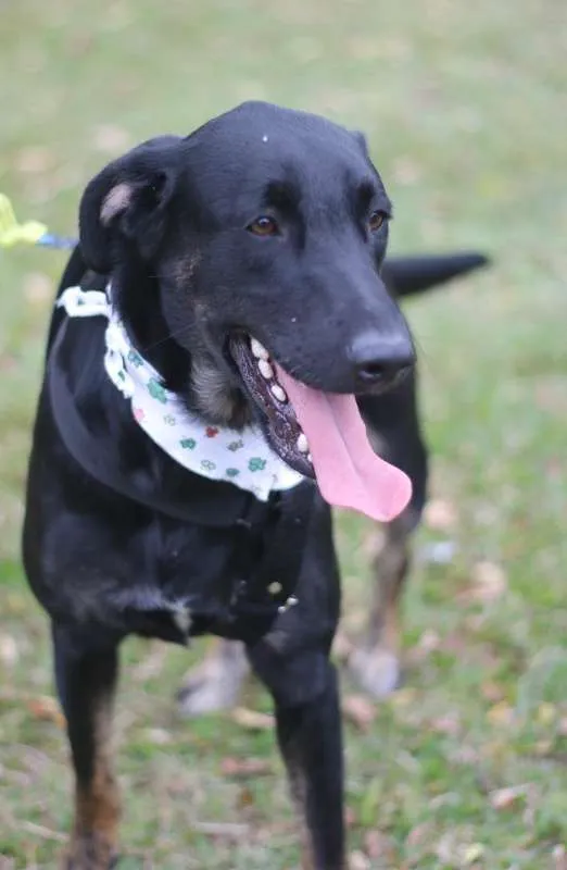 Cachorro ra a SRD idade 2 anos nome Chokito