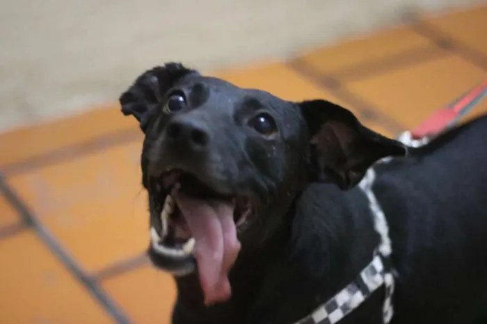 Cachorro ra a SRD idade 2 anos nome Gibs