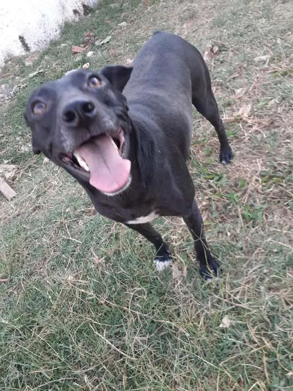 Cachorro ra a SRD idade 2 anos nome Gibs