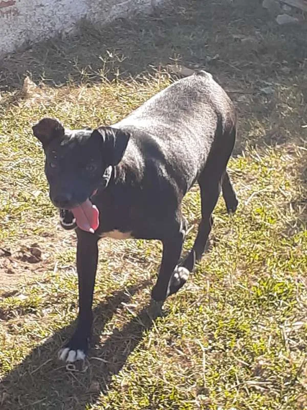 Cachorro ra a SRD idade 2 anos nome Gibs