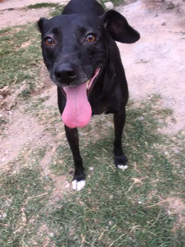Cachorro ra a SRD idade 2 anos nome Gibs