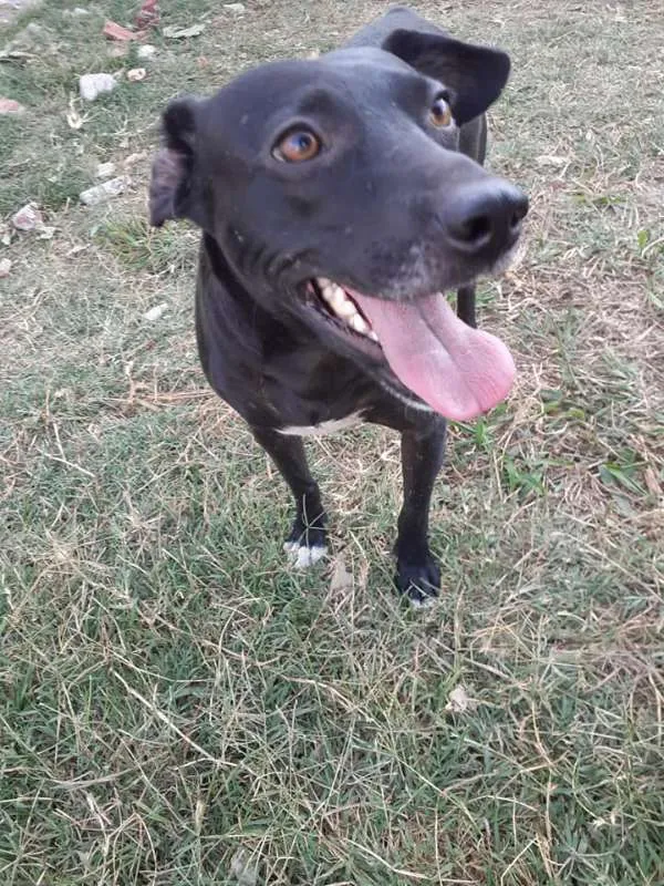 Cachorro ra a SRD idade 2 anos nome Gibs
