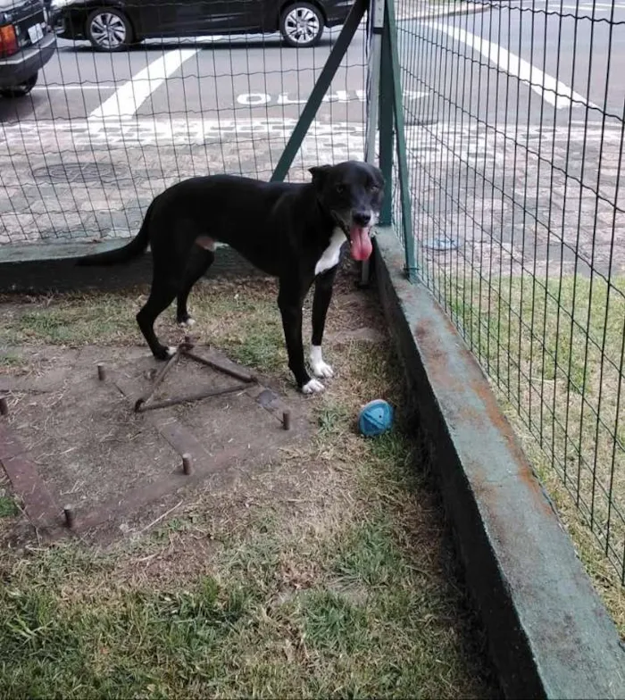Cachorro ra a SRD idade 2 anos nome Tariq