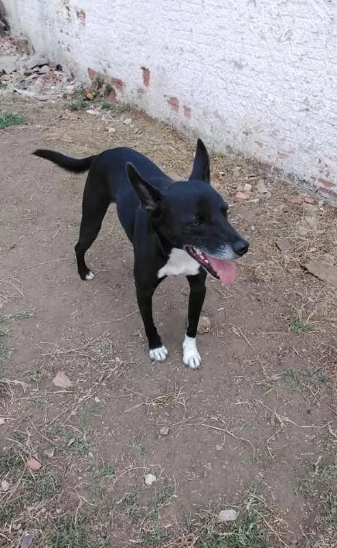 Cachorro ra a SRD idade 2 anos nome Tariq