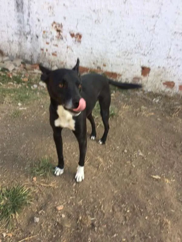 Cachorro ra a SRD idade 2 anos nome Tariq