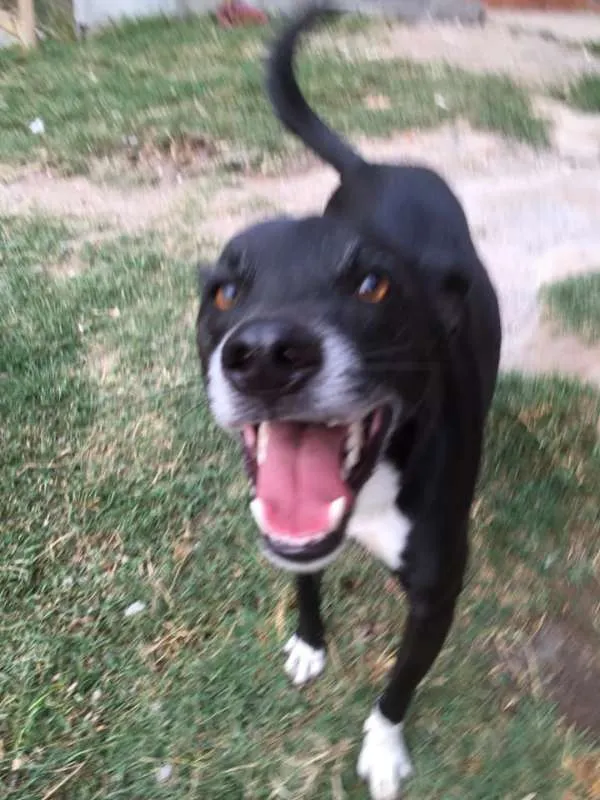 Cachorro ra a SRD idade 2 anos nome Tariq