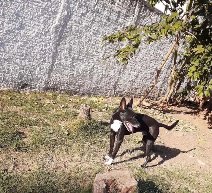 Cachorro ra a SRD idade 2 anos nome Tariq