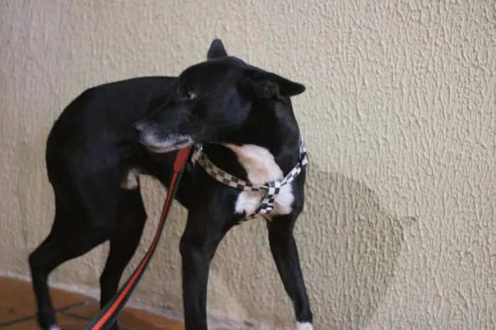 Cachorro ra a SRD idade 2 anos nome Tariq