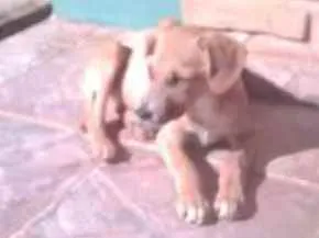 Cachorro ra a Vira latas idade 2 a 6 meses nome Dark