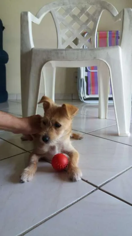 Cachorro ra a misturinha idade 7 a 11 meses nome Pituco