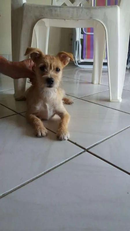 Cachorro ra a misturinha idade 7 a 11 meses nome Pituco