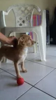 Pituco