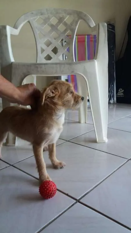 Cachorro ra a misturinha idade 7 a 11 meses nome Pituco