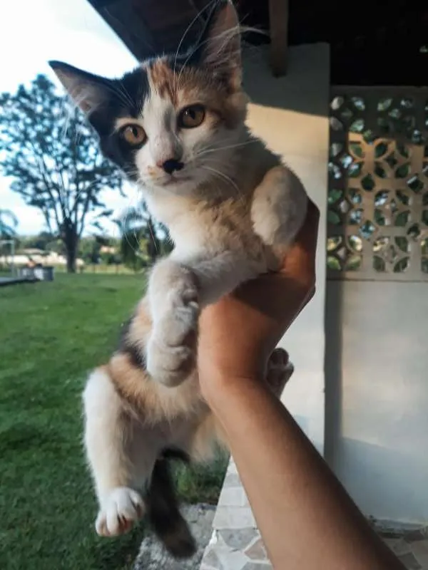 Gato ra a  idade 2 a 6 meses nome Charlie