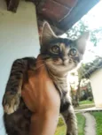 Celsa