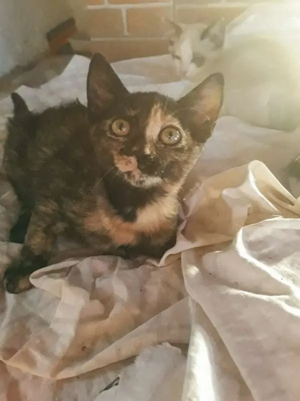 Gato ra a  idade 2 a 6 meses nome Rac