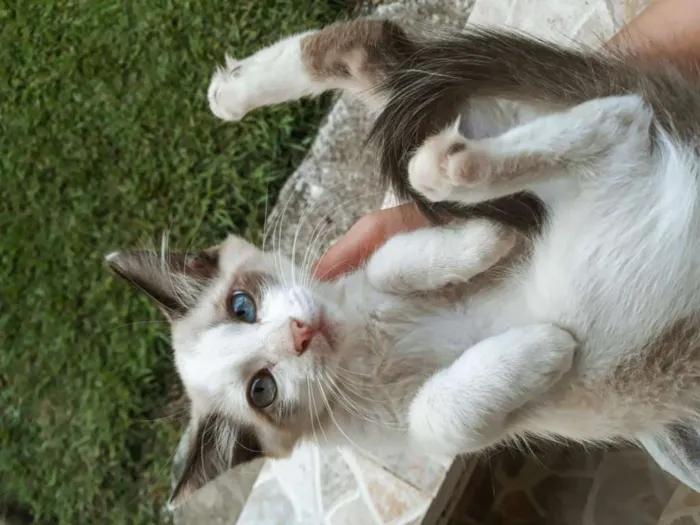 Gato ra a  idade 2 a 6 meses nome DiCaprio