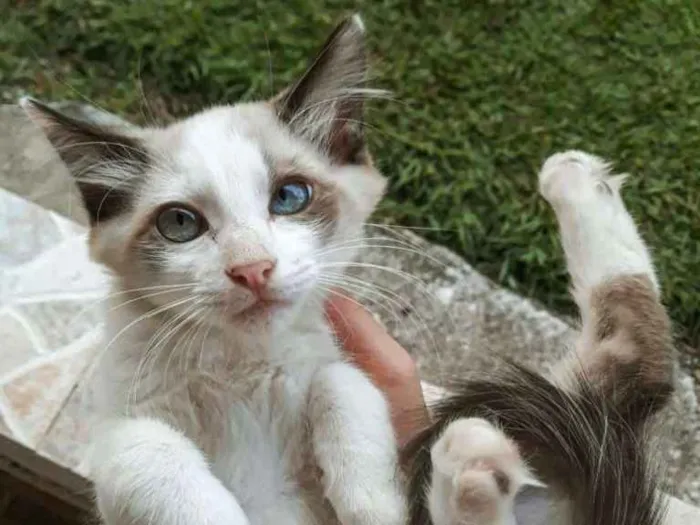 Gato ra a  idade 2 a 6 meses nome DiCaprio