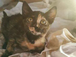 Gato raça  idade 2 a 6 meses nome Rac