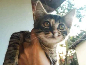 Gato raça  idade 2 a 6 meses nome Celsa