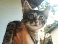 Celsa