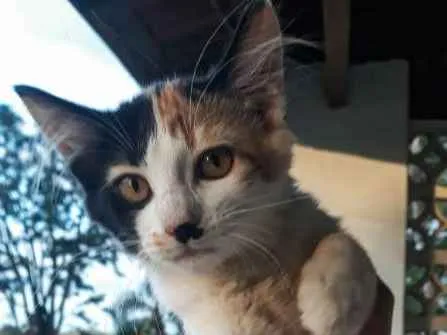 Gato ra a  idade 2 a 6 meses nome Charlie