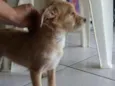 Pituco