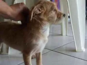 Cachorro raça misturinha idade 7 a 11 meses nome Pituco