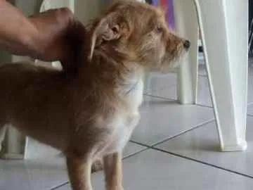 Cachorro ra a misturinha idade 7 a 11 meses nome Pituco