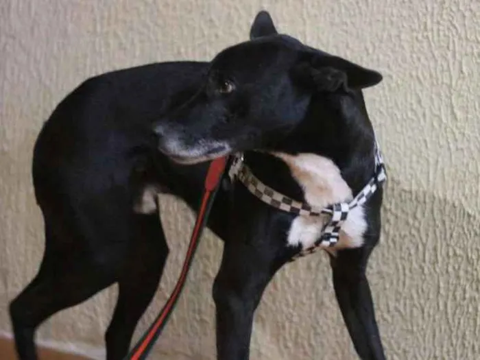 Cachorro ra a SRD idade 2 anos nome Tariq