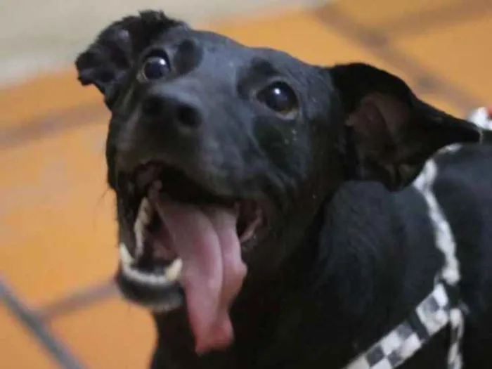 Cachorro ra a SRD idade 2 anos nome Gibs