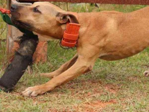 Cachorro raça American Pit Bull Terrier  idade 7 a 11 meses nome Isa