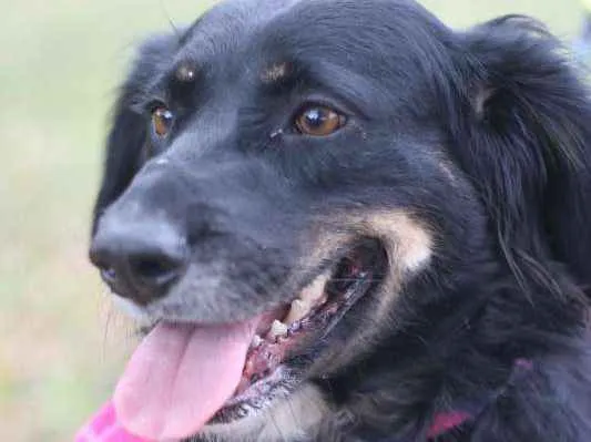 Cachorro ra a srd idade 1 ano nome Lucy