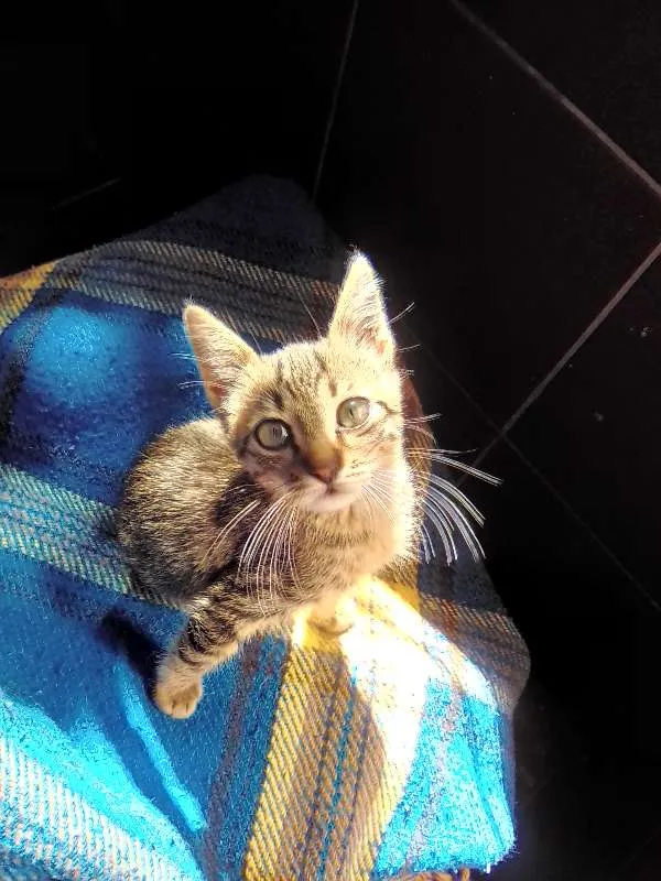 Gato ra a vira lata idade 2 a 6 meses nome gatinho