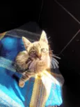 gatinho