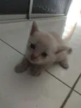 Sen