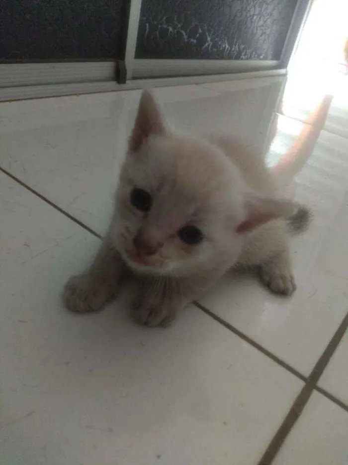 Gato raça Não sei  idade Abaixo de 2 meses nome Sen
