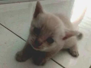 Gato raça Não sei  idade Abaixo de 2 meses nome Sen