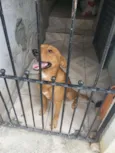 BORIS