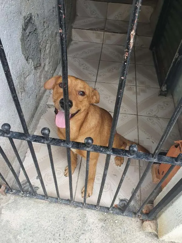 Cachorro ra a SRD idade 1 ano nome BORIS