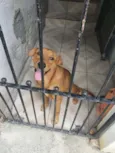 BORIS