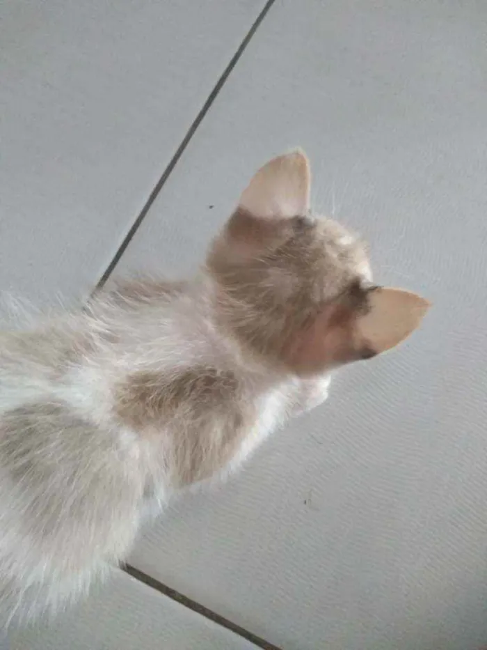 Gato ra a não especificada. idade Abaixo de 2 meses nome sem nome.