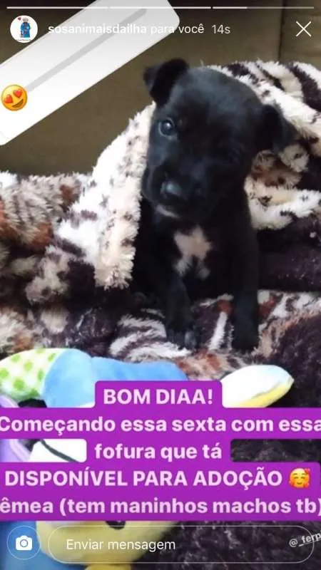 Cachorro ra a viralatinha idade Abaixo de 2 meses nome Pintinha