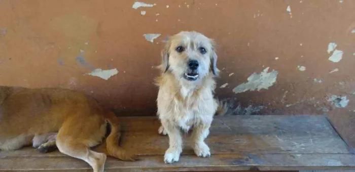 Cachorro ra a sem raça definida  idade 1 ano nome pop