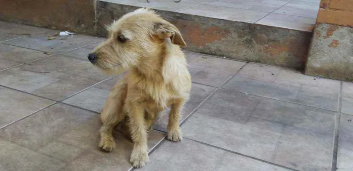 Cachorro ra a sem raça definida  idade 7 a 11 meses nome Mariana