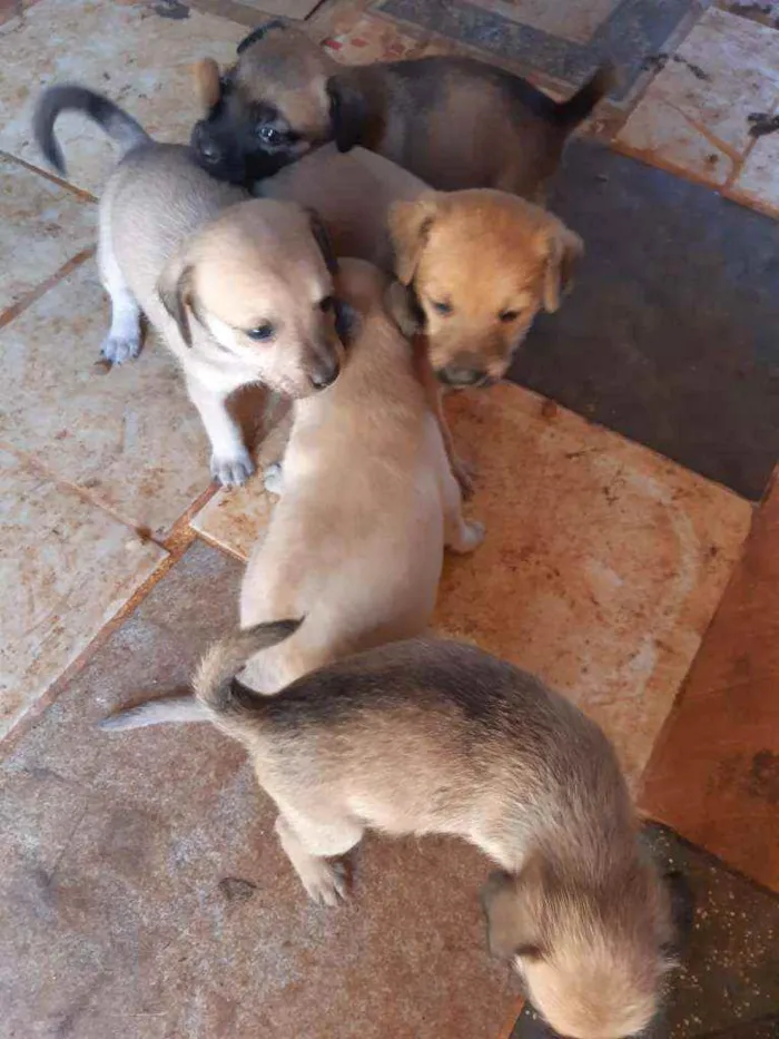 Cachorro ra a SRD idade Abaixo de 2 meses nome Filhotes machos