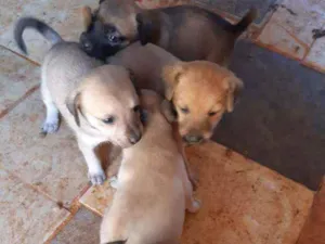 Cachorro raça SRD idade Abaixo de 2 meses nome Filhotes machos