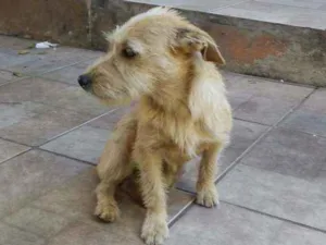 Cachorro raça sem raça definida  idade 7 a 11 meses nome Mariana