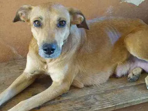 Cachorro ra a Sem raça definida  idade 2 anos nome Olivia