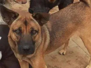 Cachorro raça viralatinha idade 2 a 6 meses nome Bito